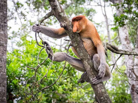 Borneo - po řece do pralesa