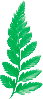 blad.png