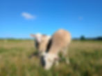 High angle view of a single Rideau sheep standing in a pasture