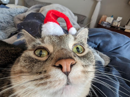 Ash, Gustave, and Oscar Update!