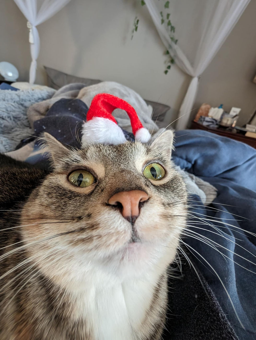 Here's Frankie with a Santa hat!