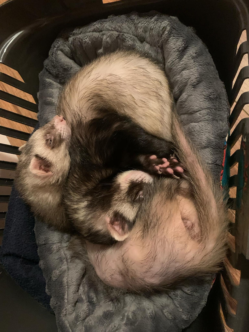 Gus and Luciole sleeping together