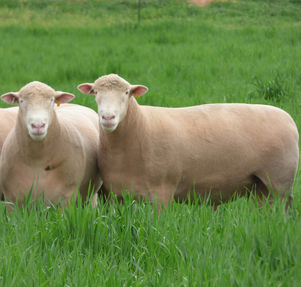 AP250342 & AP250196.JPG