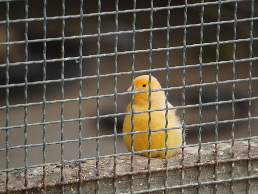 How Free are We, Really?