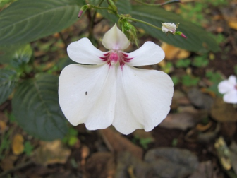 Busy with the Lizzies: plant hunting in East Africa