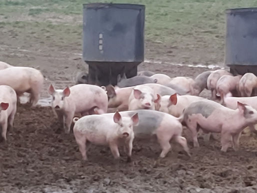 To Market, To Market...