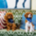 George Club Dogs.jpg