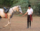 Young Horse Training
