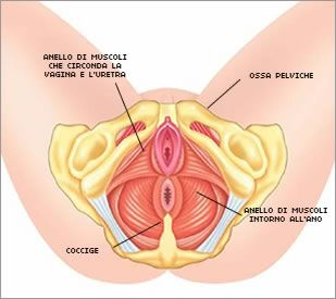 Pavimento Pelvico