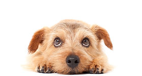 上目づかいの犬