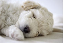 眠る犬