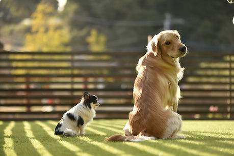 ドッグランで座る犬