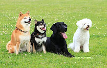 4匹の犬