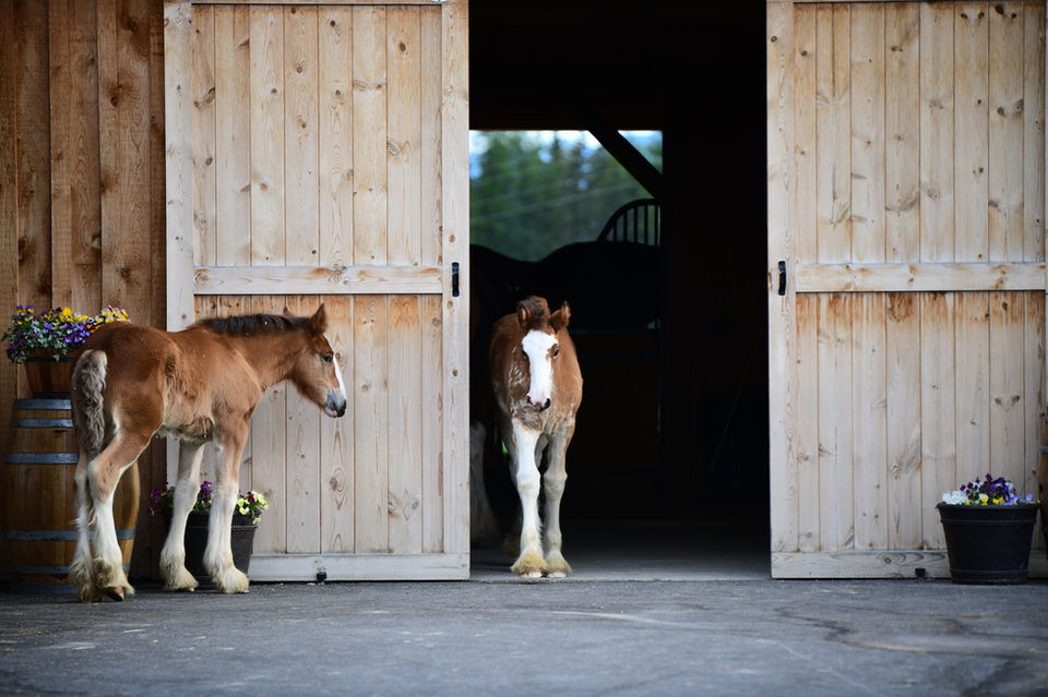 Two young Clydesdale foals exploring the barn at Clydesdale Outpost, a family-run luxury guest ranch in Whitefish, Montana
