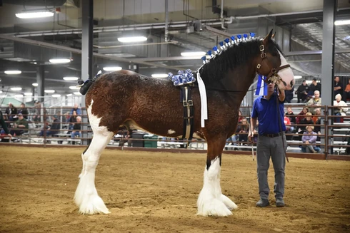 2025 World Clydesdale Show Clydesdale Breeders 2a57d8 3933711316994fcdad62d4f664e4d69e~mv2.webp