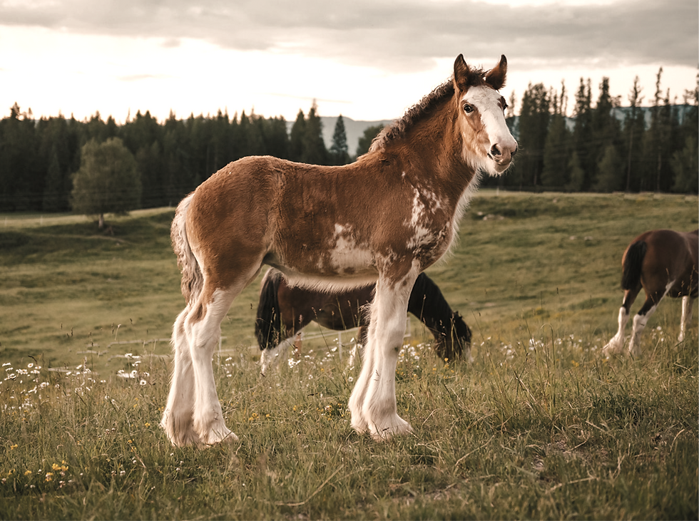 Screenshot 2025-12-12 at 9.02_edited.png