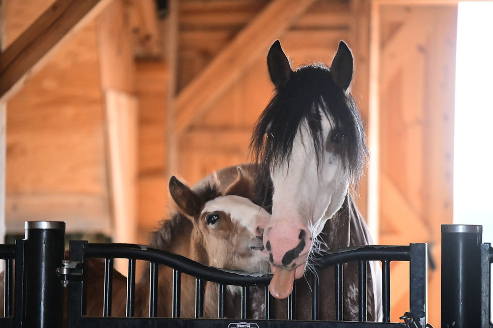 Clydesdale with tongue out at Clydesdale Outpost
