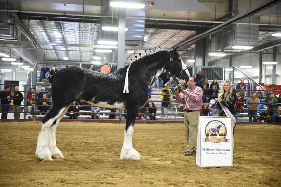 2025 World Clydesdale Show Clydesdale Breeders 2a57d8 A46118582da7400c8d82602b93a2c7cb~mv2.webp