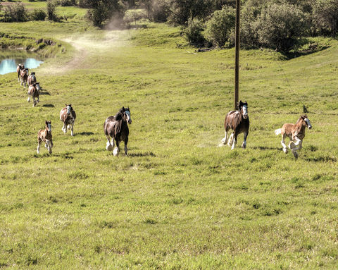 A herd of Clydesdale horses galloping through a meadow along the Stillwater River at Clydesdale Outpost, a luxury guest ranch in Whitefish, Montana
