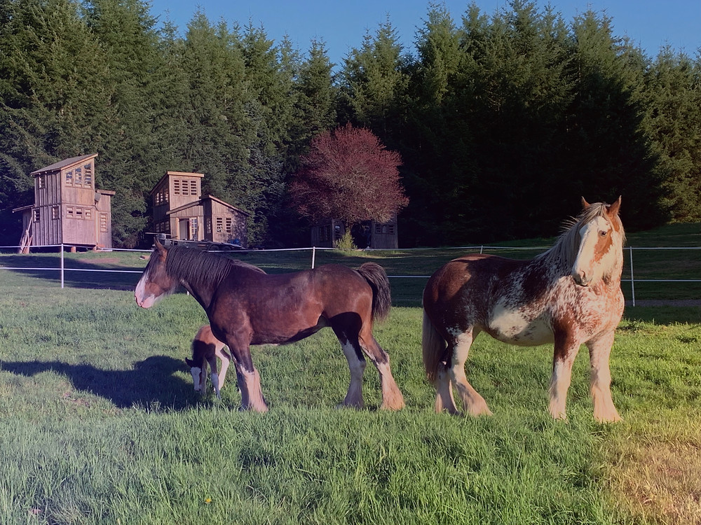 Clydesdale Outpost