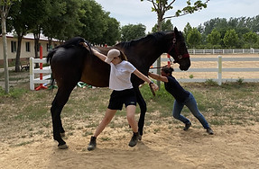 consultation cheval ecurie en chine