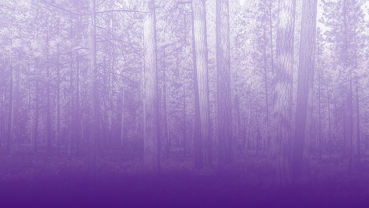 purple forest.jpg