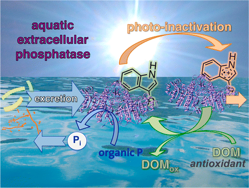 New paper on the photoinactivation of extracellular phosphatases