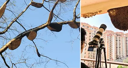 apis_dorsata_-_giant_honey_bee_on_tetrameles_nudiflora_on_makuta_virajpet_road-vinayaraj--