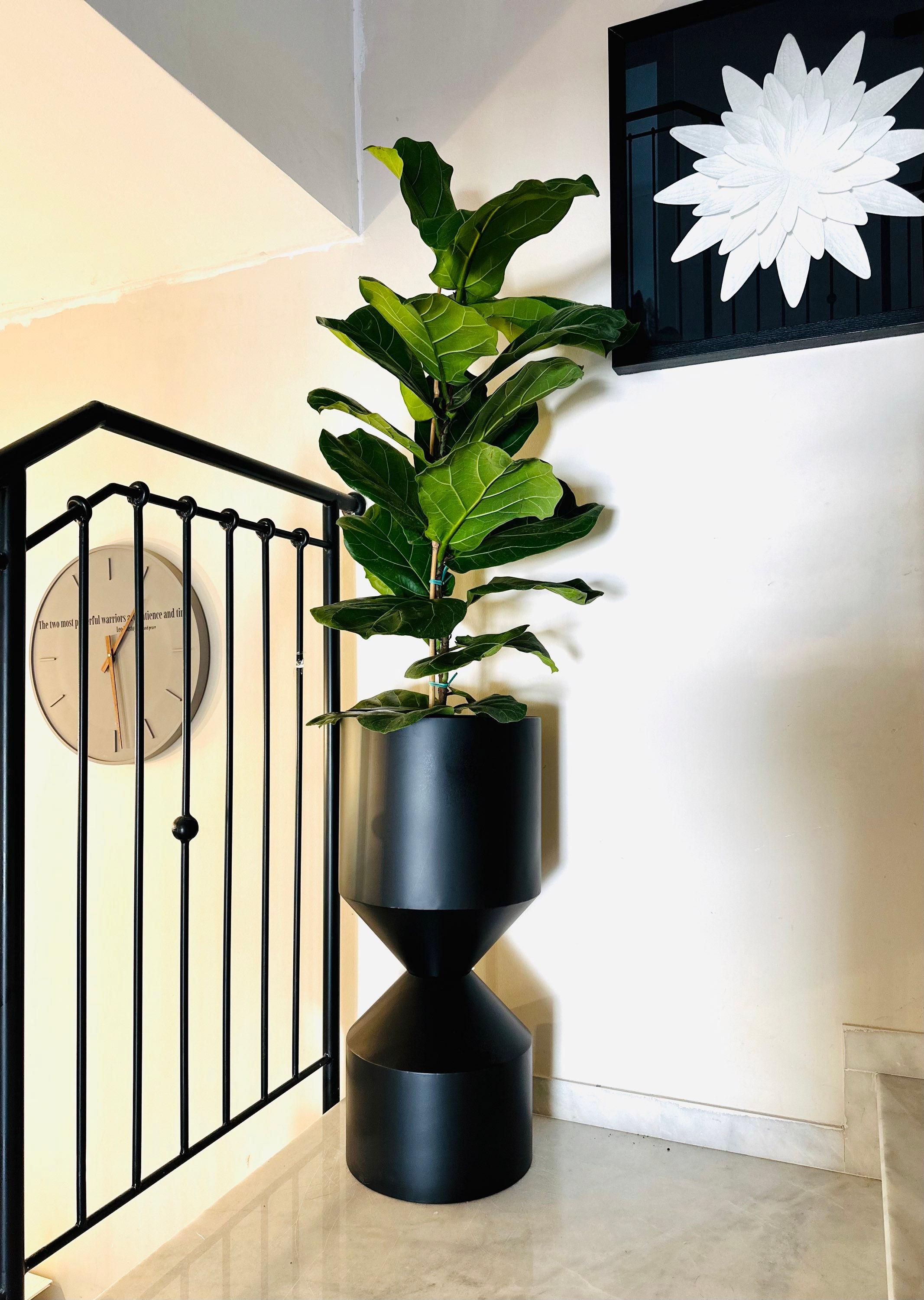 פיקוס כינורי;שעון חול ישר מתכת