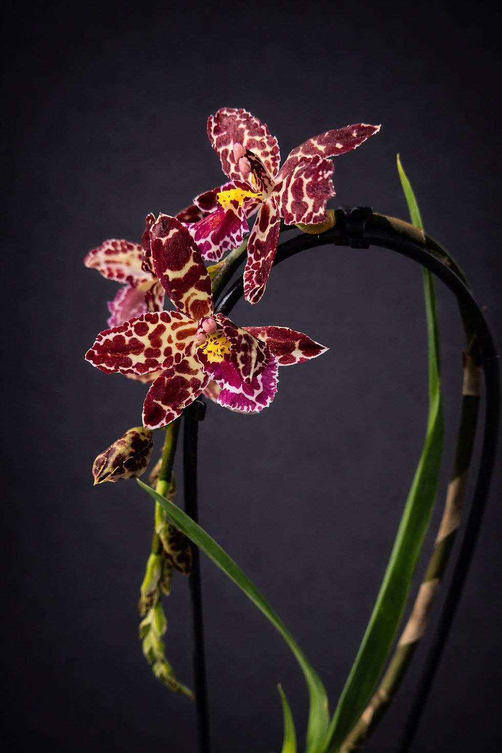 סחלב בורדו מנומר בכלי מתכת זהב לצד נר ריחני על מגש עץ בעיצוב דרמטי על רקע כהה