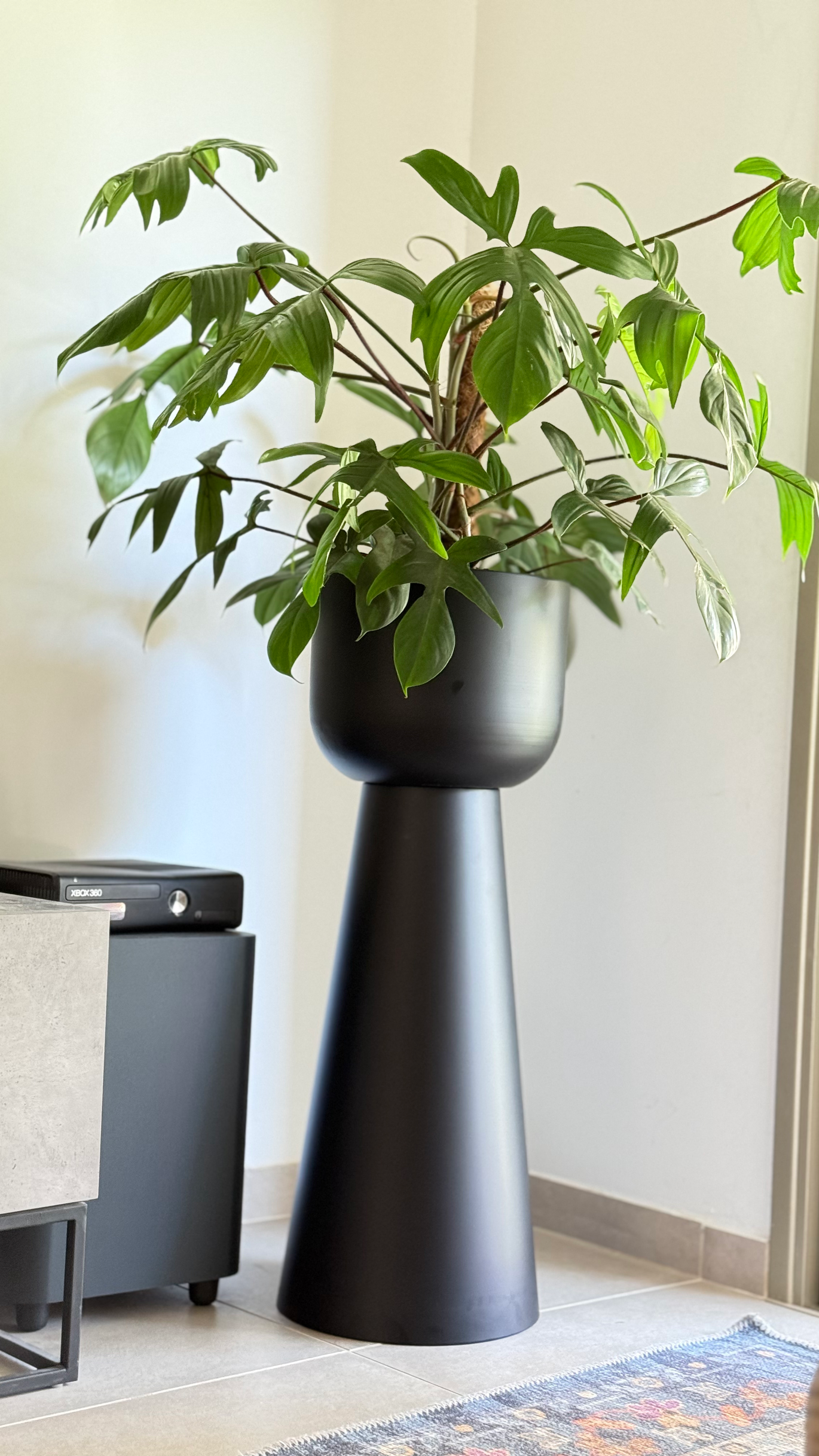 פילנדריום פלורידה; מיכל לפיד 