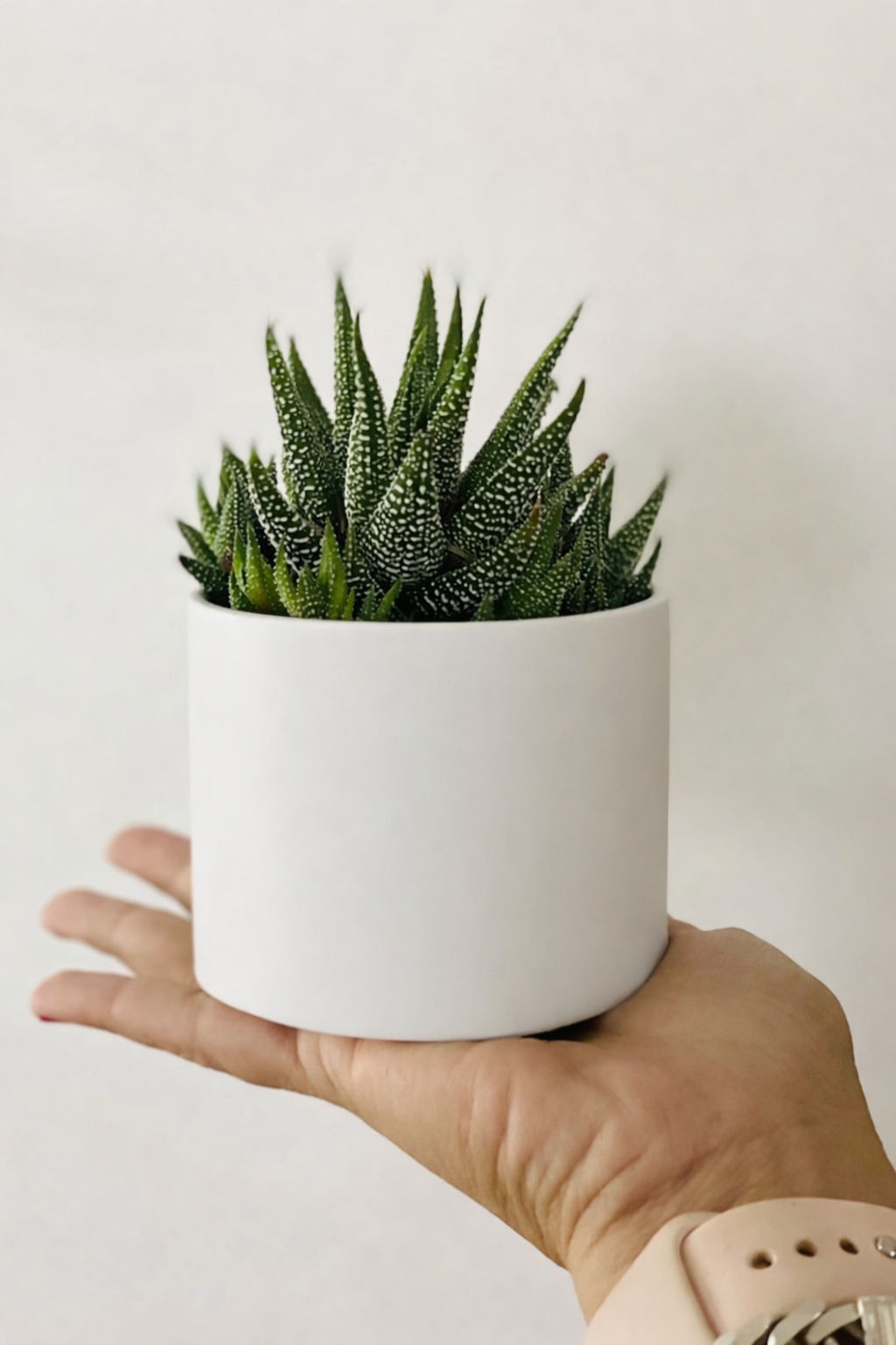 סוקולנט זברה;צלינדר פסים