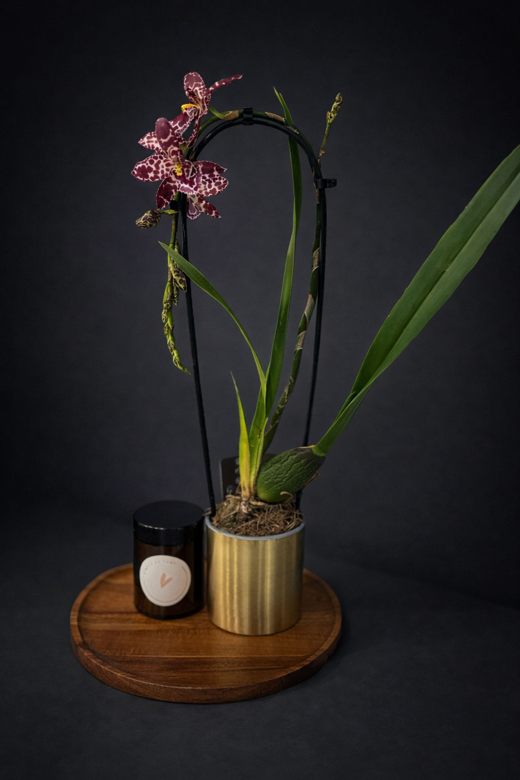 מארז וולנטיין עם סוקולנט לב בקוטר 9 סמ בכלי זהב, פלטת שוקולד בעבודת יד וכרטיס Happy Valentines Day באריזת קרטון מעוצבת