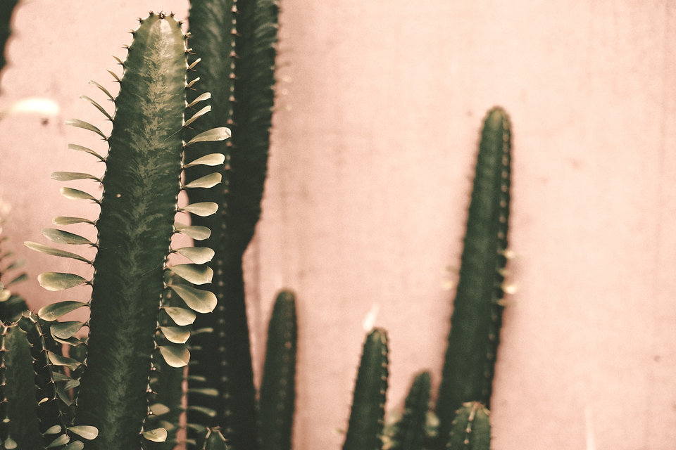 green%20cactus%20plant%20against%20a%20pink%20wall%20in%20the%20background_edited.jpg