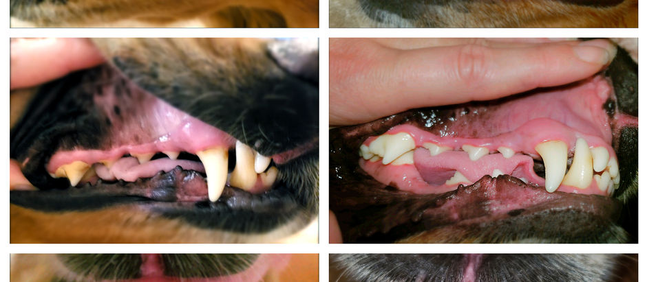 Don't Dread the Doggie Toothbrushing