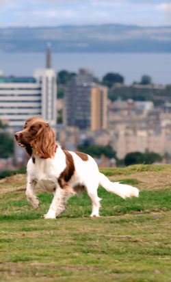 Blackford Hill, Edinburgh, 02/08/2025