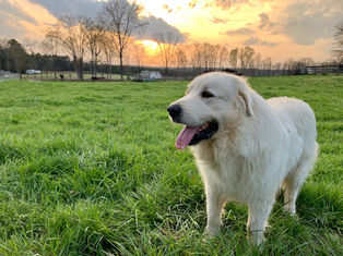 May We All Have a Little More Chief in Us