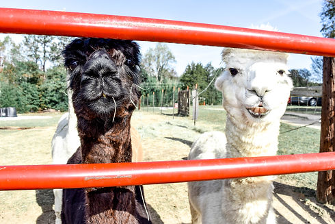 alpacas at Carolina Pride Pastures