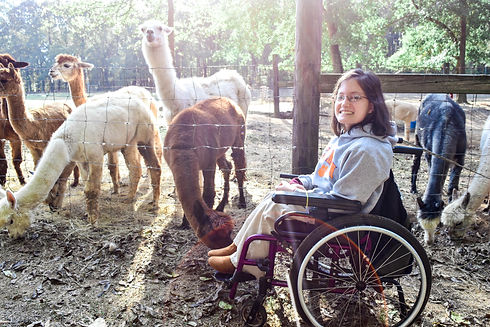 visitors interacting with alpacas and llamas at Carolina Pride Pastures