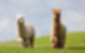 herd of alpacas in a field