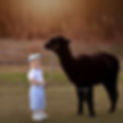 visitors interacting with alpacas and llamas at Carolina Pride Pastures