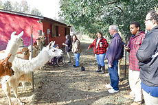 visitors interacting with alpacas and llamas at Carolina Pride Pastures