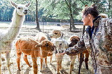 visitors interacting with alpacas and llamas at Carolina Pride Pastures