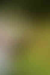 Guests enjoying the presence of wild birds at Brookfield Barn, adding a unique and natural touch to the wedding celebration