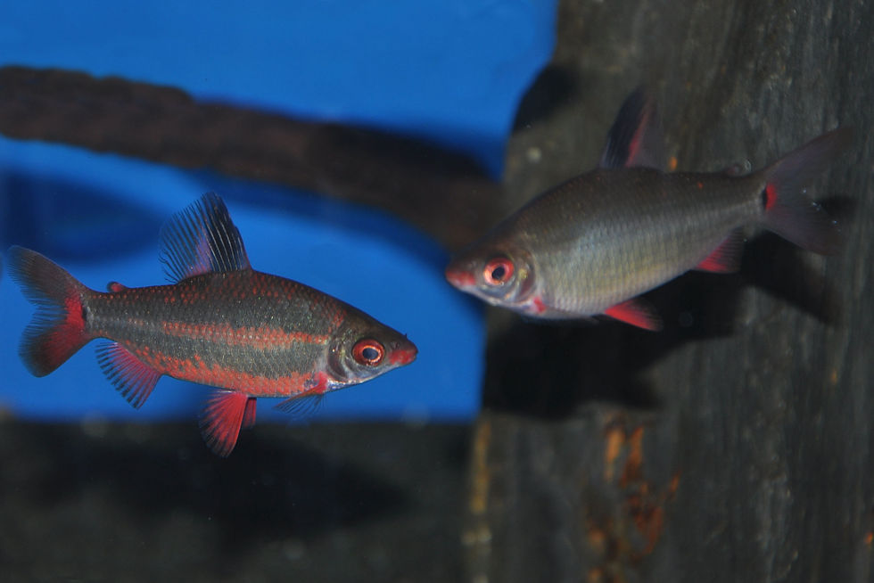 Miniaturbild: Distichodus sp. black & red Lefini River, Geradsalmler