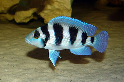 Neolamprologus tretocephalus 
