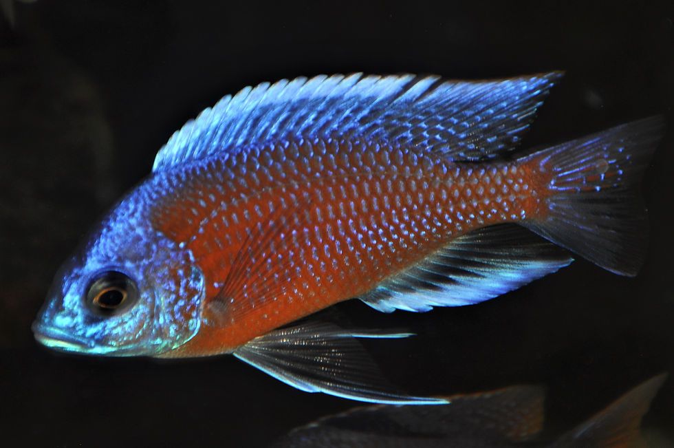 Copadichromis borleyi Kadango