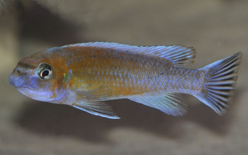 Labeotropheus trewavasae Chilumba