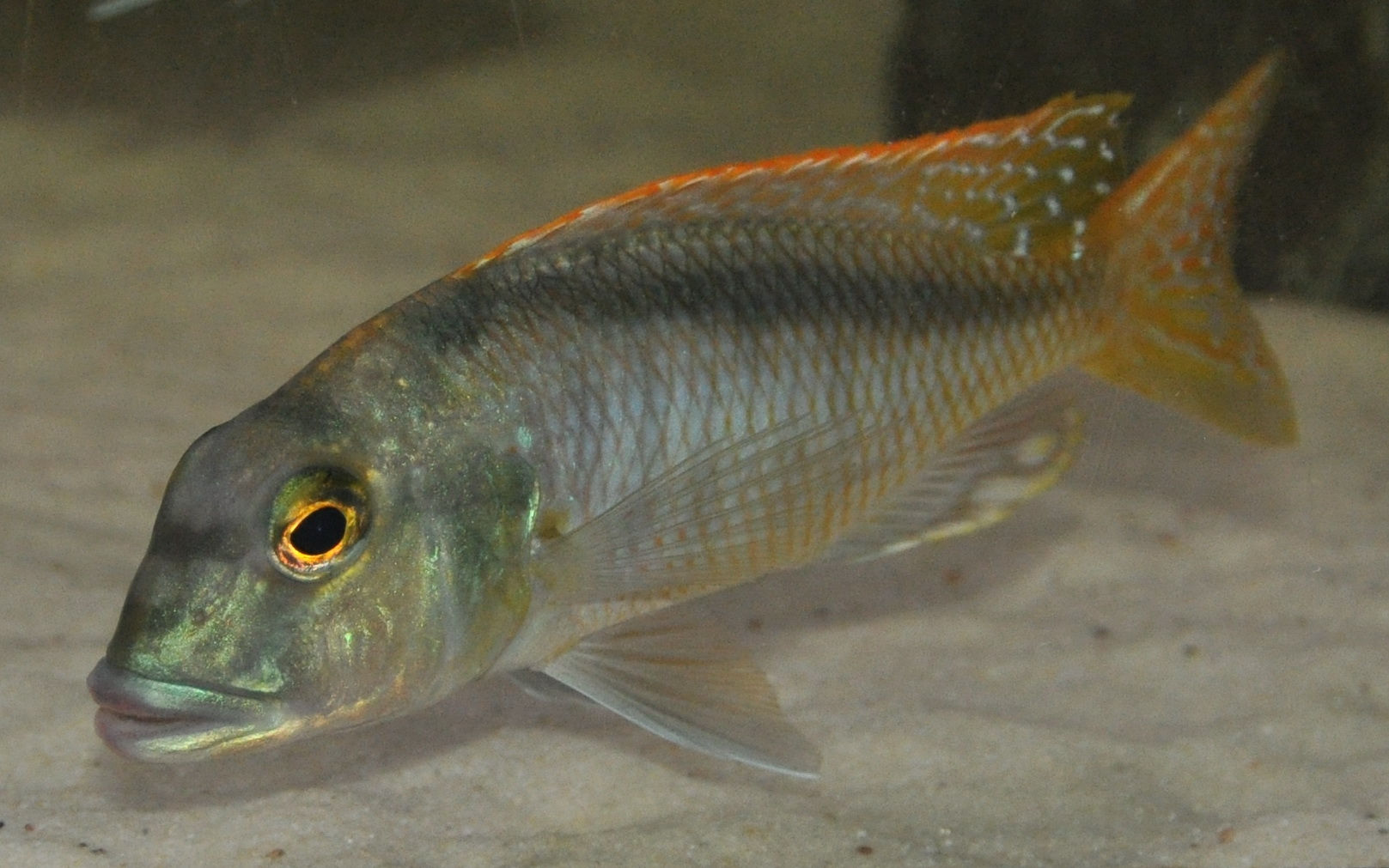 Buccochromis nototaenia Ntekete