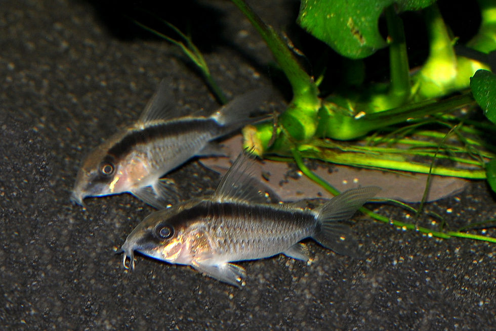 Miniaturbild: Stromlinien-Panzerwels, Corydoras arcuatus